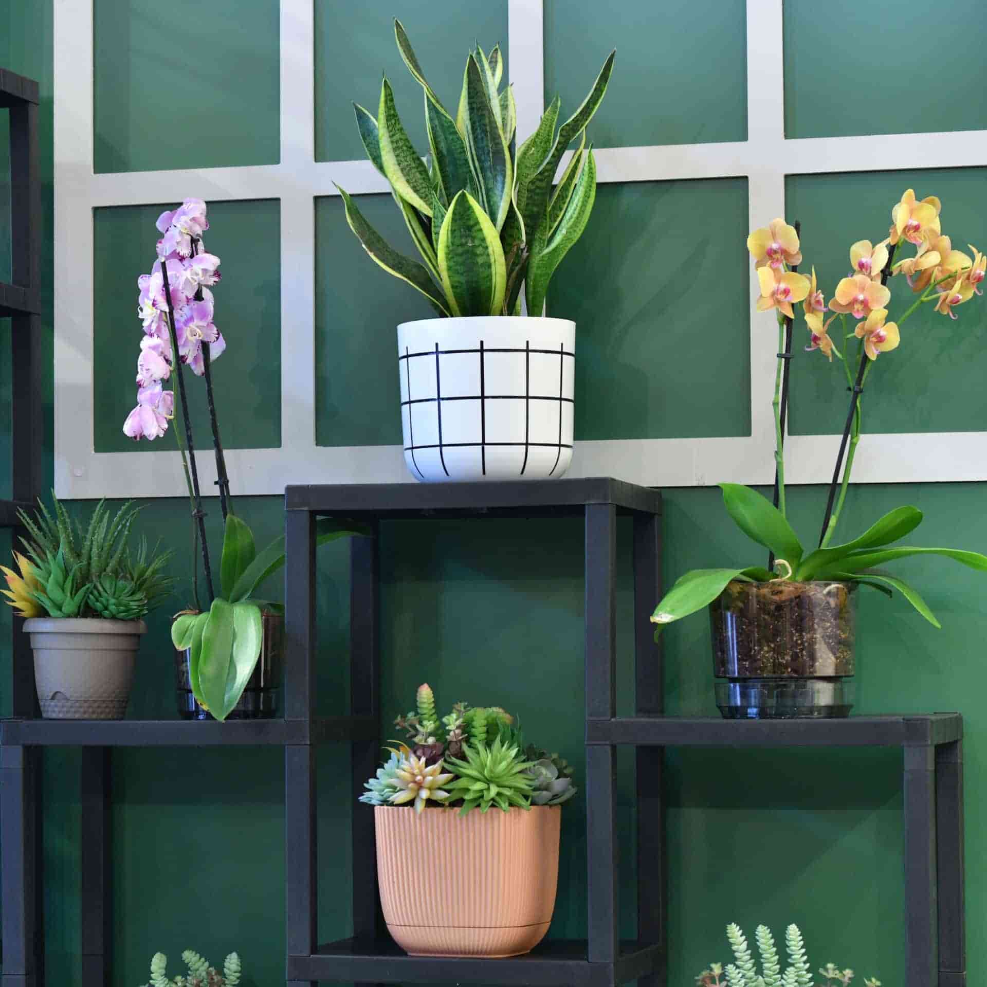 Sergilenen yeşil yapraklı bitkiler.