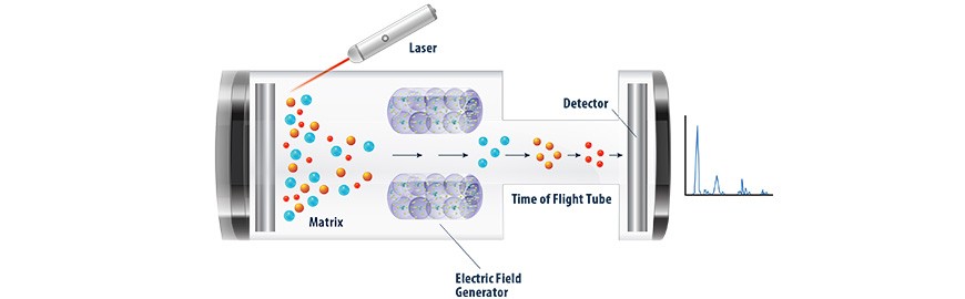 Revolution In Microbial Identification And Microbiology Efficiencies