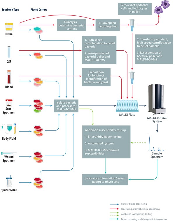 Revolution In Microbial Identification And Microbiology Efficiencies
