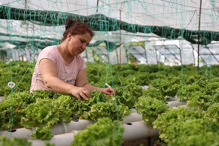 Uçak mühendisi çalıştığı işini bırakarak topraksız tarımla sebze üretiyor
